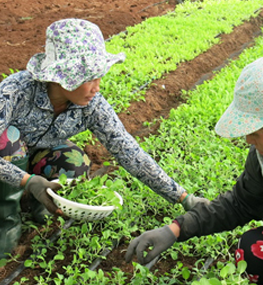 Nông sản Việt vì sao chưa được quan tâm đăng ký bảo hộ?