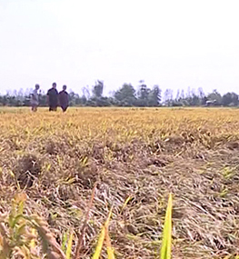 Hàng trăm ha lúa ở Thanh Hóa có nguy cơ mất trắng do nắng nóng