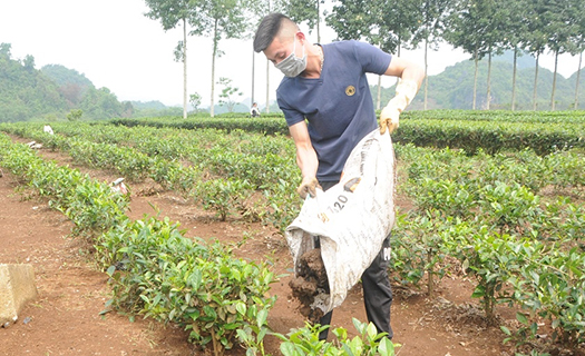Giá phân bón tăng cao kỷ lục, người trồng chè ở Sơn La gặp khó