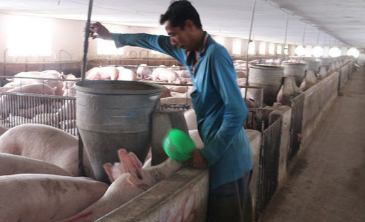 Thúc đẩy phát triển chăn nuôi lợn sau dịch