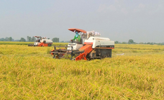 Thủ tướng chỉ thị đảm bảo an ninh lương thực, sản xuất, xuất khẩu gạo bền vững