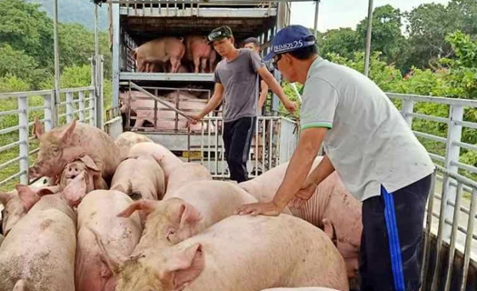 Nông dân Đồng Nai loay hoay trước cuộc đại di dời cơ sở chăn nuôi