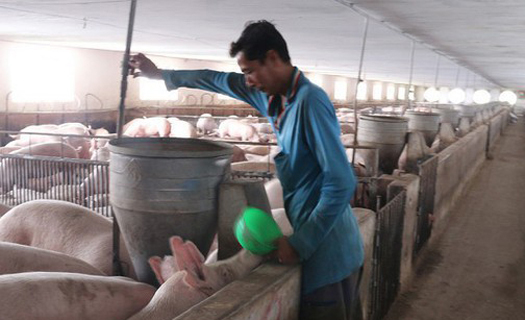 Bộ NN&PTNT: Tiếp tục nhập khẩu lợn giống để phục vụ tái đàn