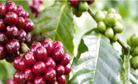 Liên kết chuỗi cà phê ở Tây Nguyên: Nhiều kỳ vọng từ 5000 ha đầu tiên
