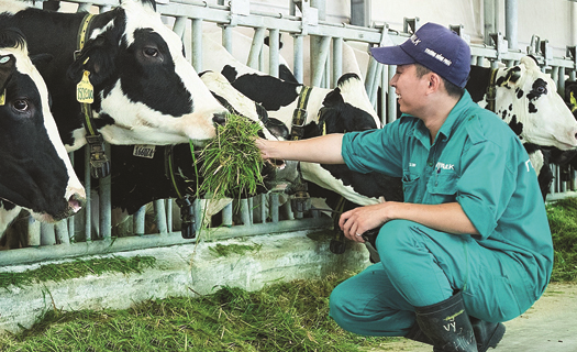 Tăng cường liên kết chuỗi trong chăn nuôi bò sữa