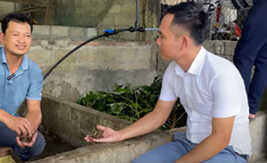 Tuyên Quang: Nuôi cua đồng trong ao và bể xi măng
