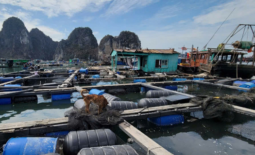 Nương nhờ vào biển, khôi phục diện tích thủy hải sản