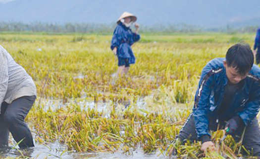 Chuyển đổi sản xuất nông nghiệp phù hợp với thời tiết bất thường ở miền Trung