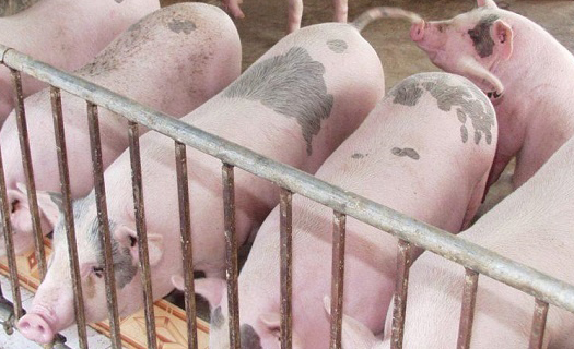 Nhập khẩu lợn sống: Giải pháp hiệu quả giảm nhiệt giá thịt lợn trong nước