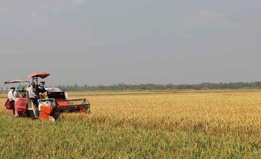 Khẳng định thương hiệu gạo Việt Nam qua các thị trường khó tính