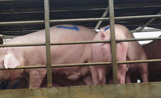 Chuẩn bị nhập khẩu lợn sống, giá trong nước bắt đầu giảm